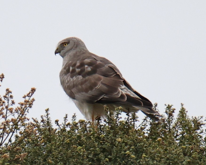 Northern Harrier - Linda Dalton