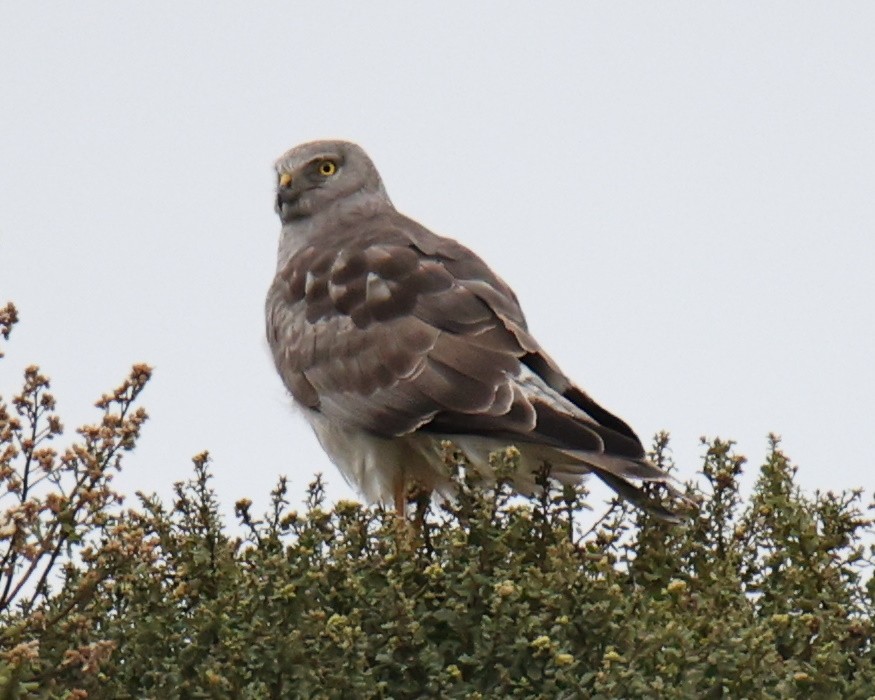 Northern Harrier - Linda Dalton