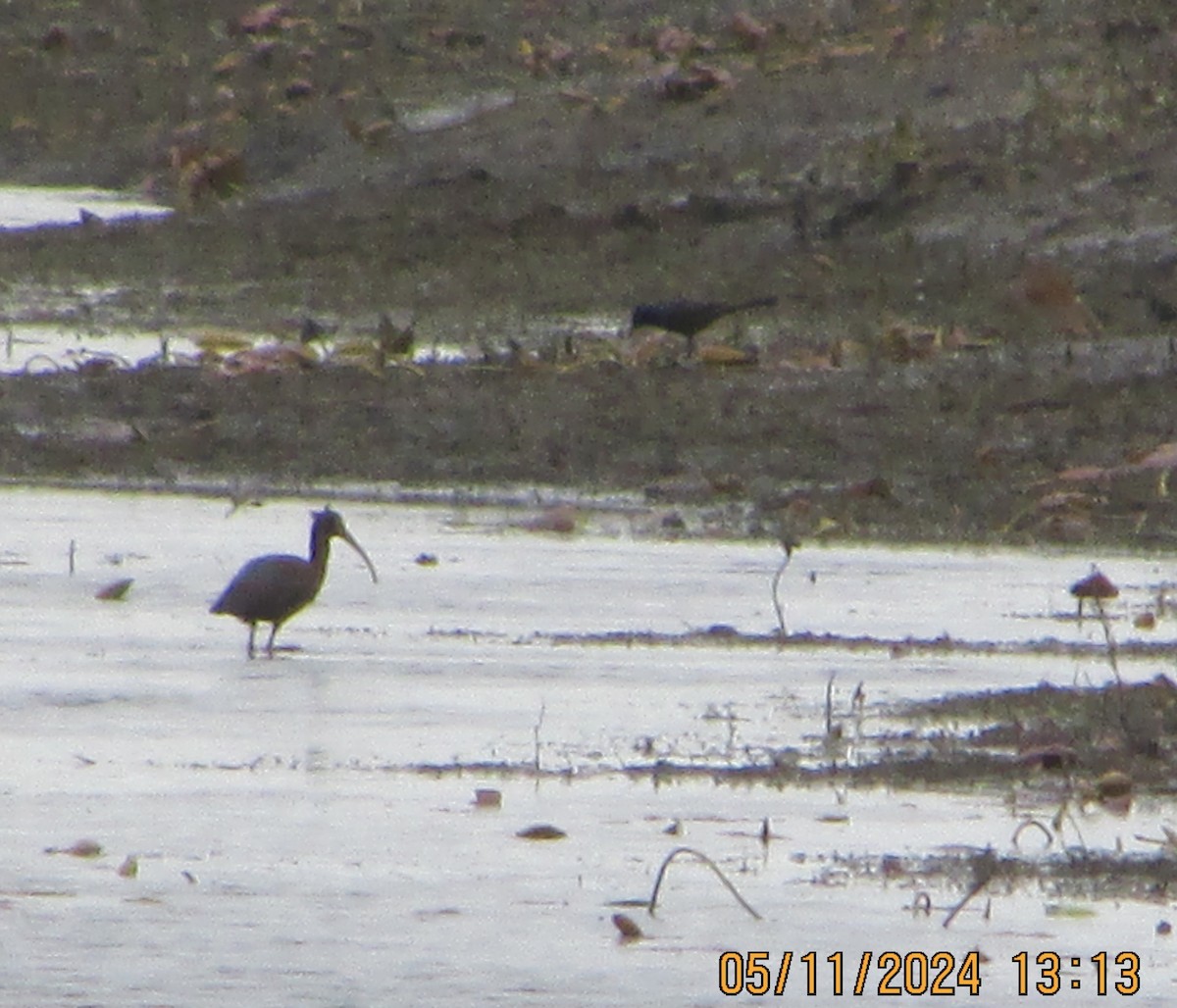 White-faced Ibis - William Roth