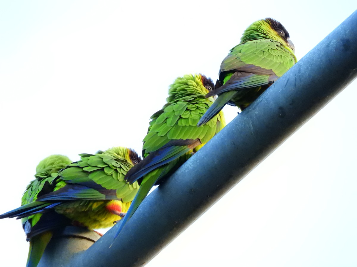 Nanday Parakeet - Leandro Ceschin