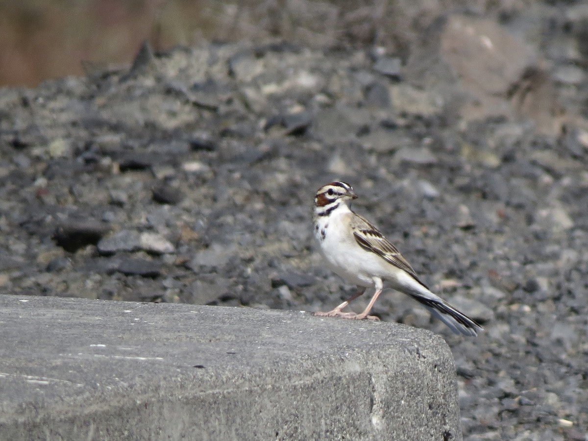 Lark Sparrow - ML618842301