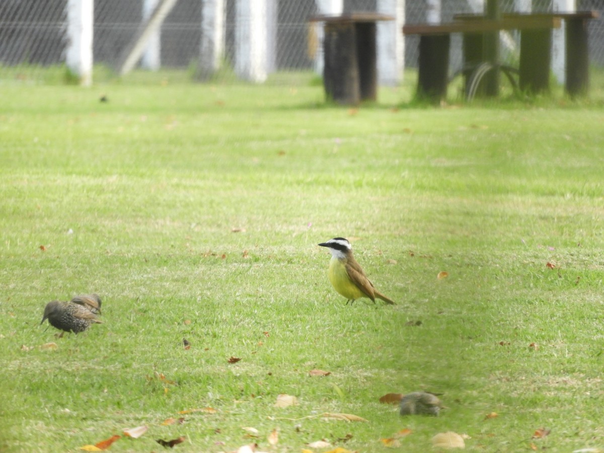 Great Kiskadee - Leandro Ceschin