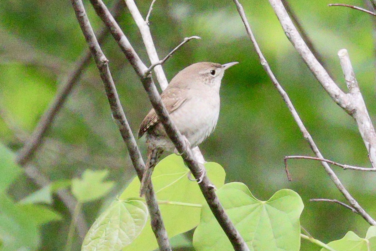 House Wren - Solon Vlasto