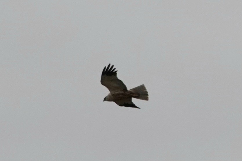 Western Marsh Harrier - Anna Guliaeva