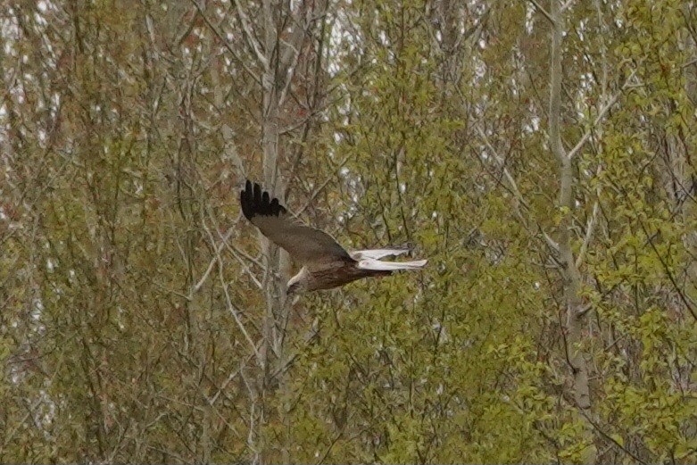 Western Marsh Harrier - Anna Guliaeva