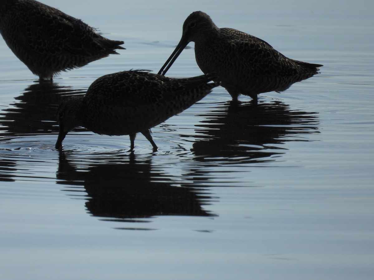 Long-billed Dowitcher - Ted Goshulak