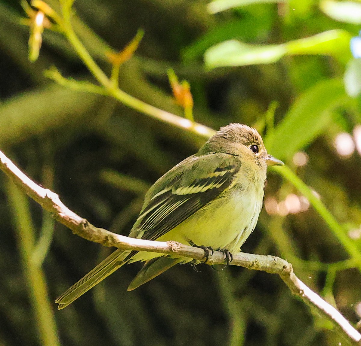 Acadian Flycatcher - Donna Wilder