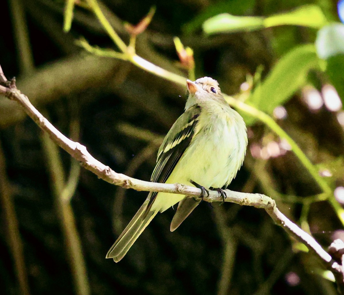 Acadian Flycatcher - Donna Wilder