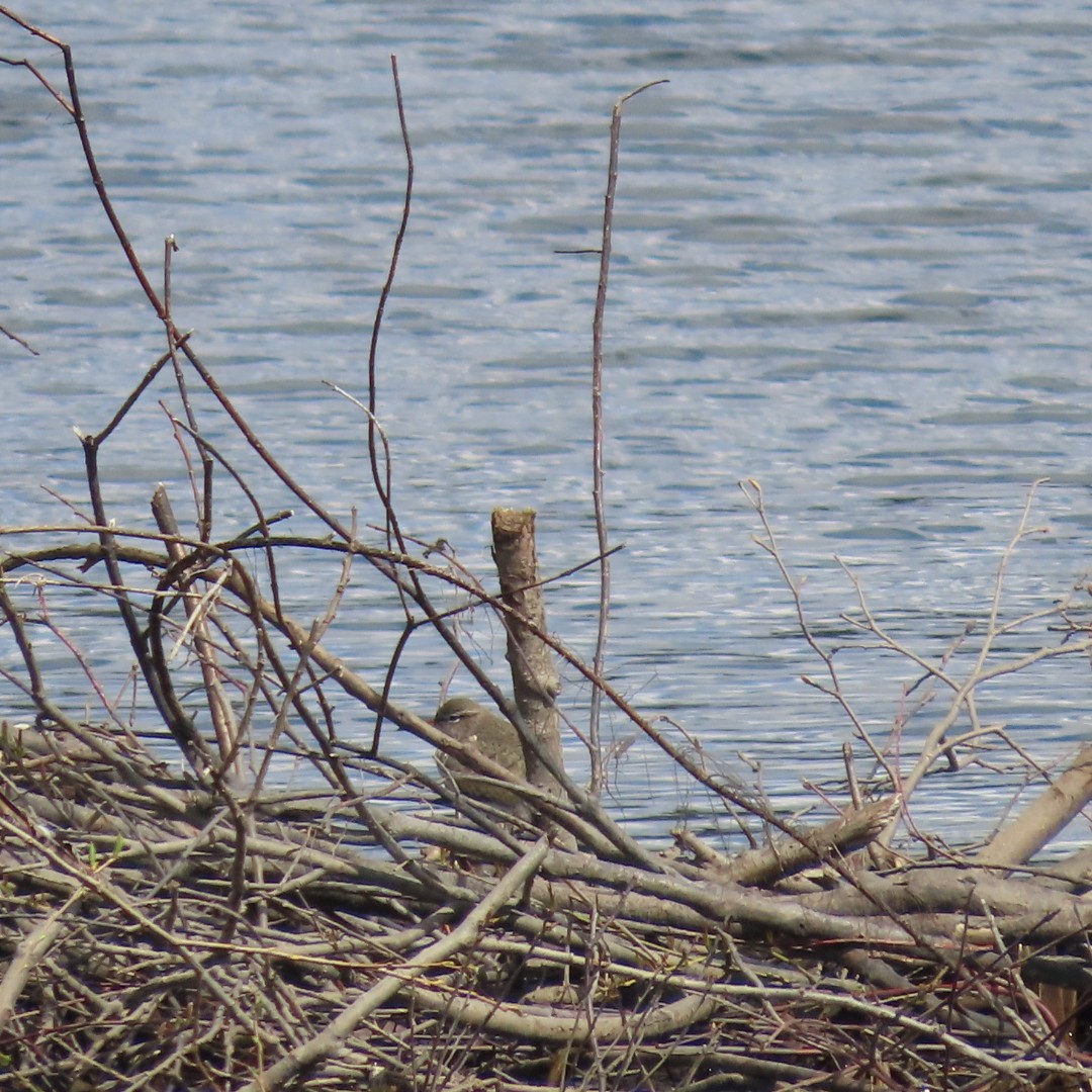 Spotted Sandpiper - Betsy B.