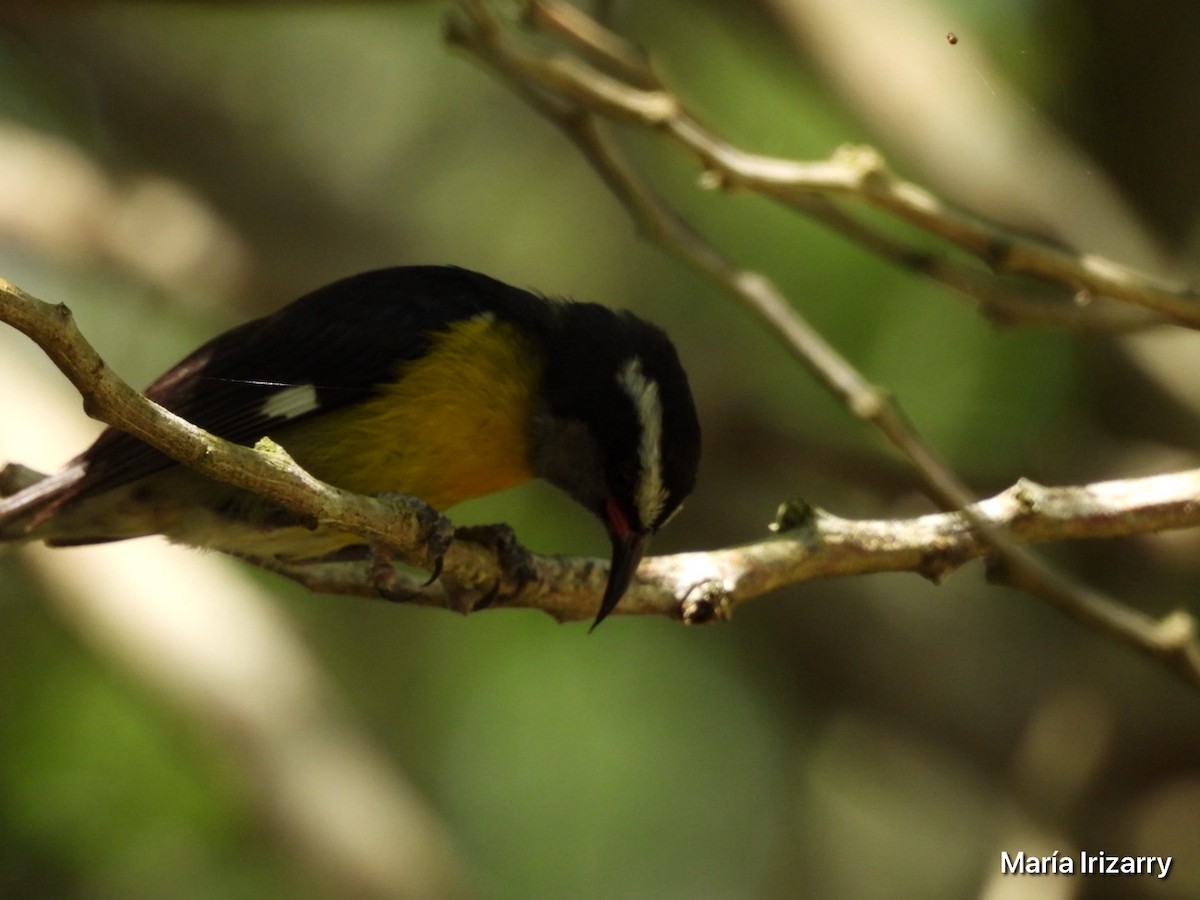 Bananaquit - Maria del R Irizarry Gonzalez