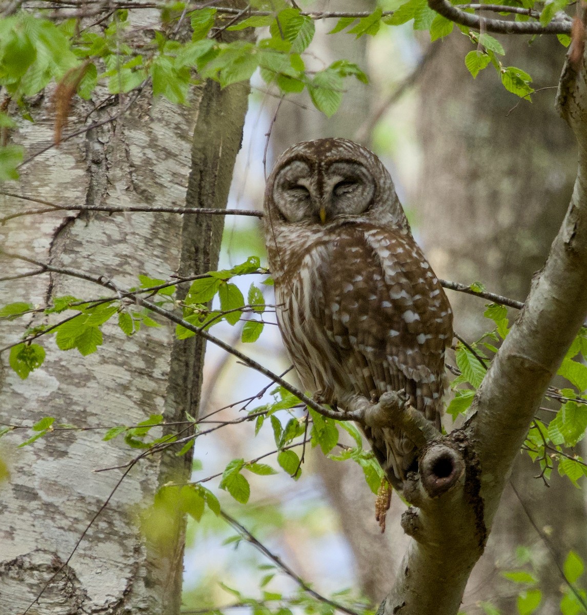 Barred Owl - Alan Desbonnet