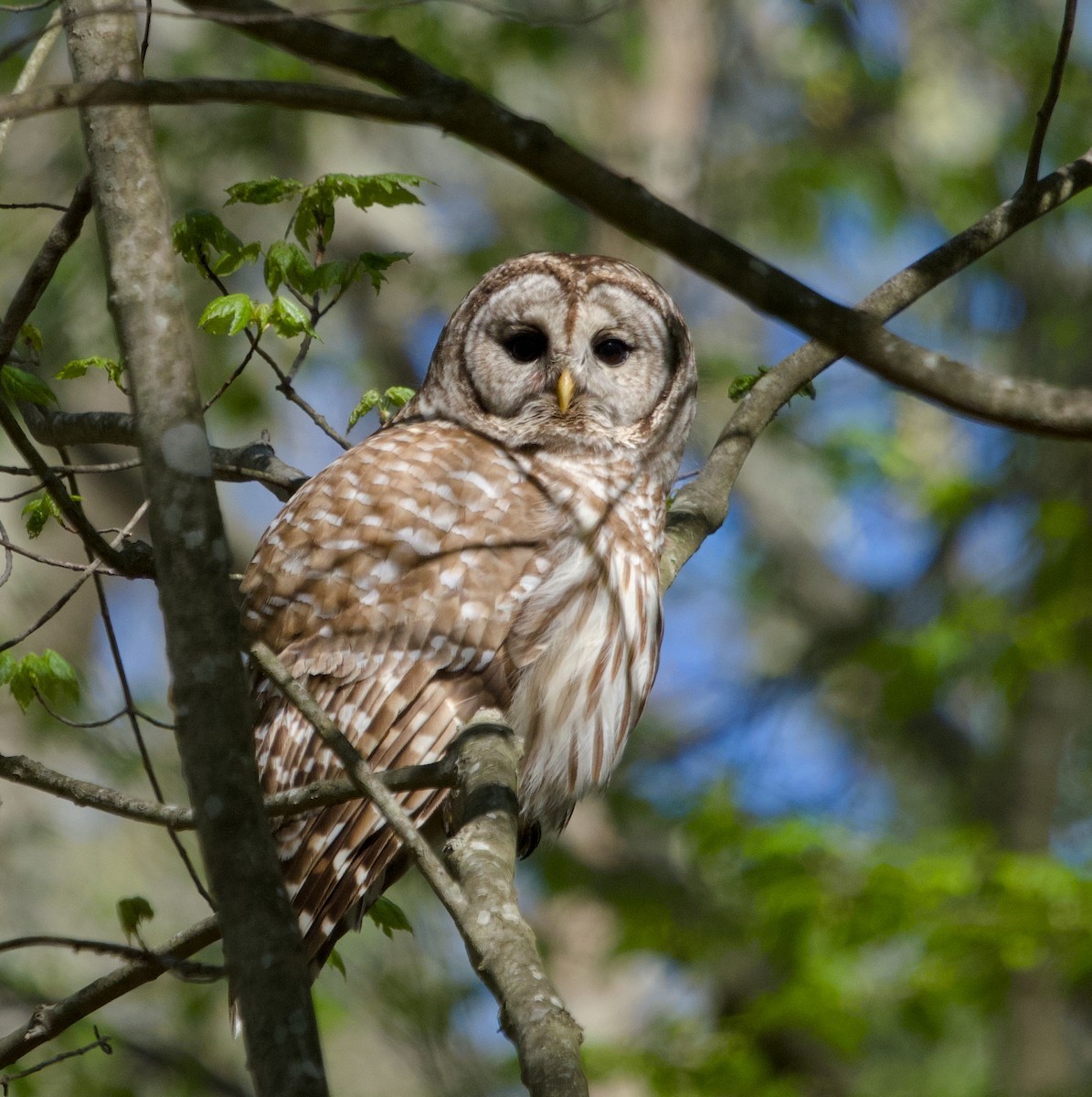 Barred Owl - Alan Desbonnet