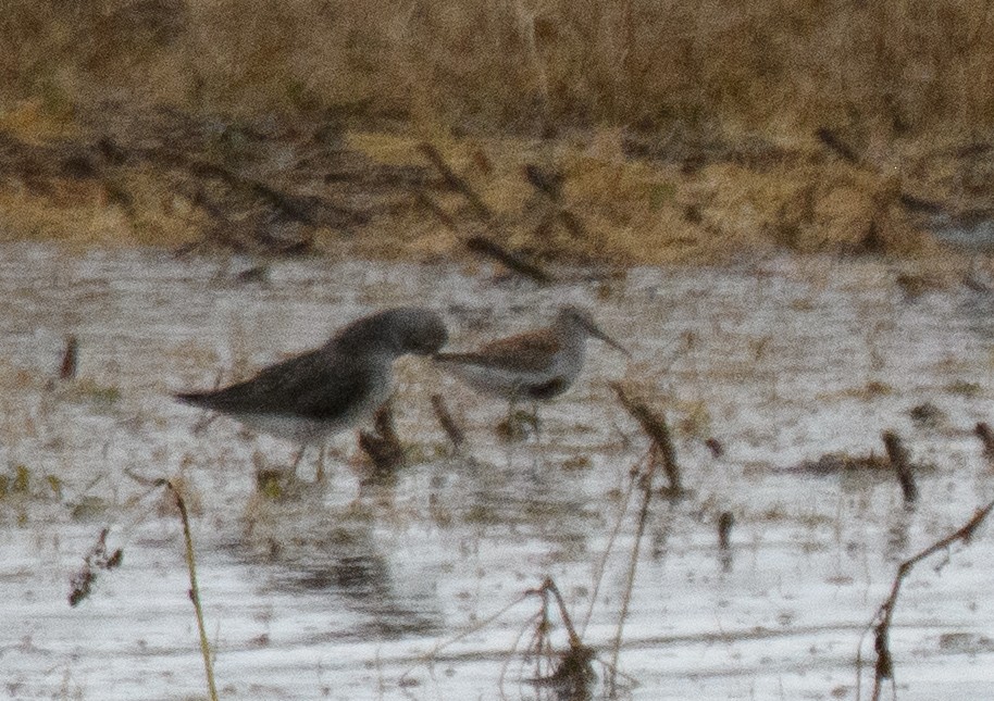 Dunlin - Jim Arnett