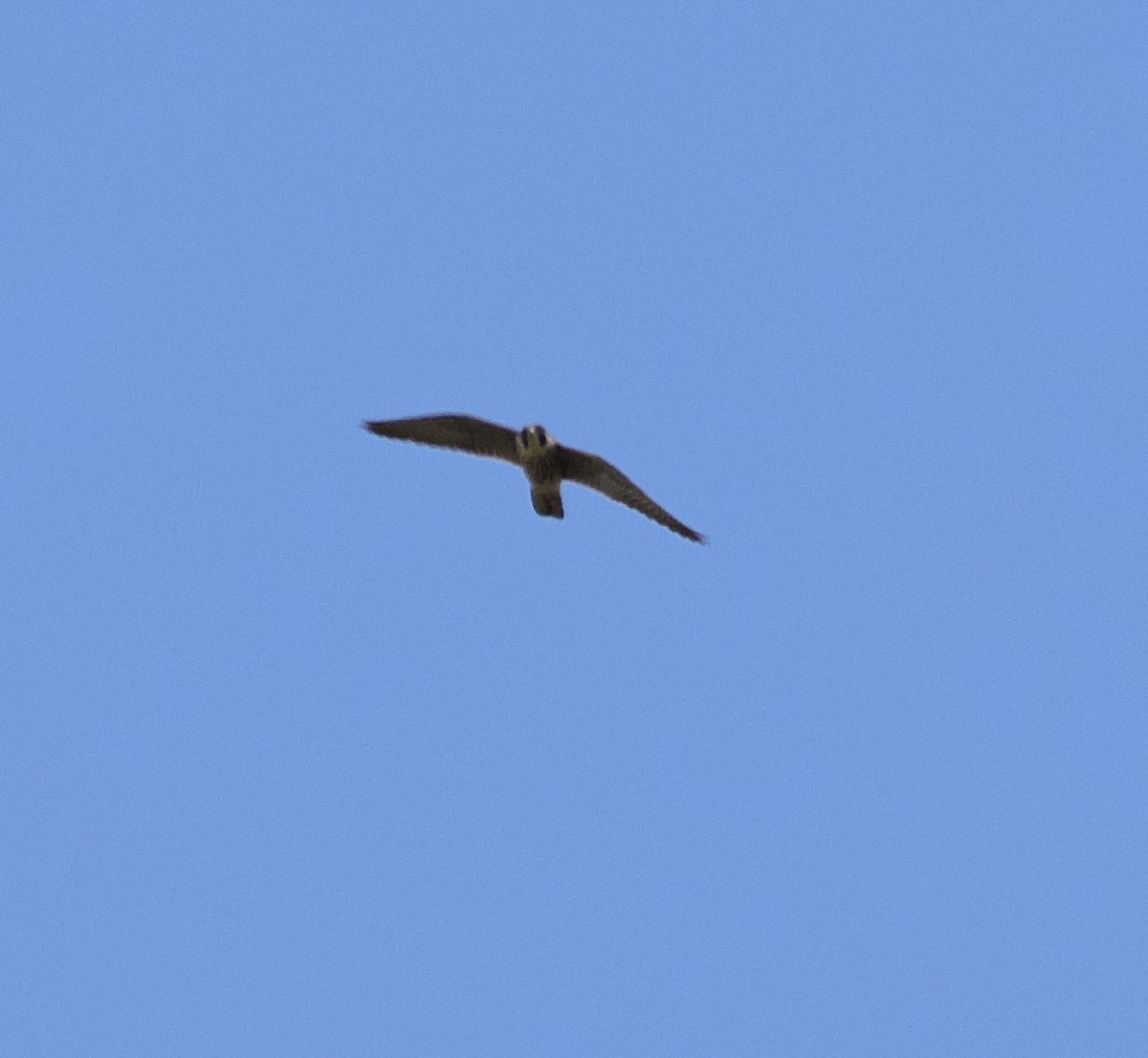 Peregrine Falcon - Alan Desbonnet