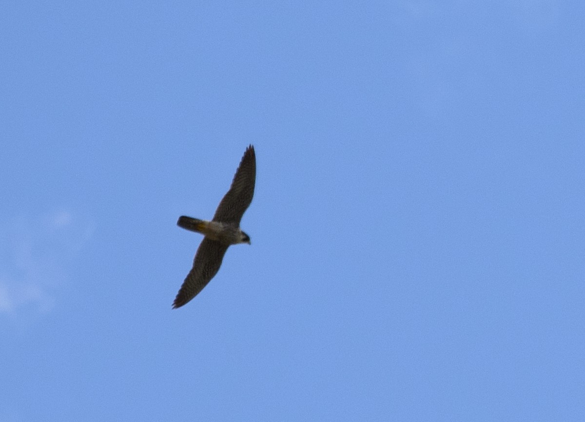 Peregrine Falcon - Alan Desbonnet