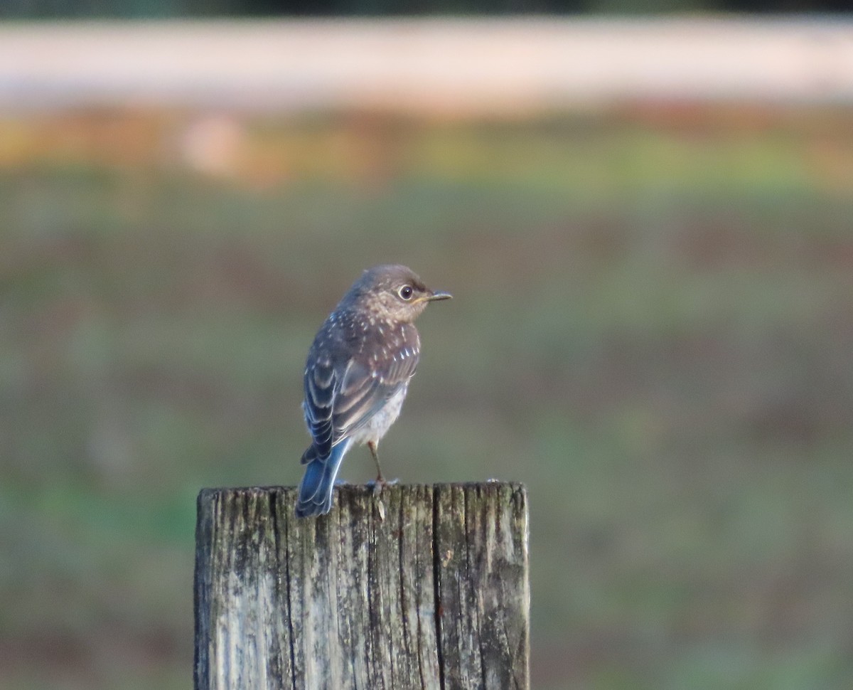 Eastern Bluebird - ML618842401