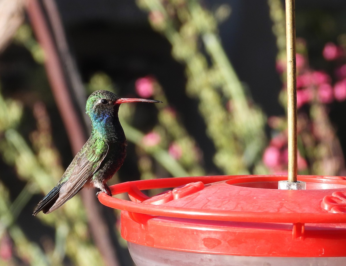 Broad-billed Hummingbird - ML618842410