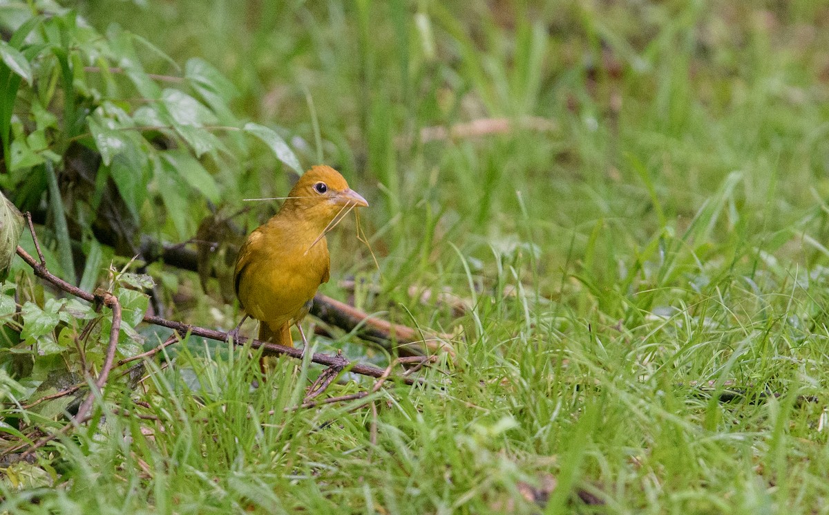 Summer Tanager - Jim Arnett