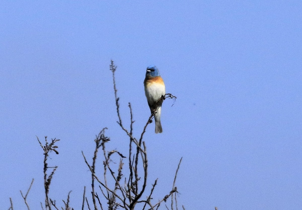 Lazuli Bunting - Trish Gussler