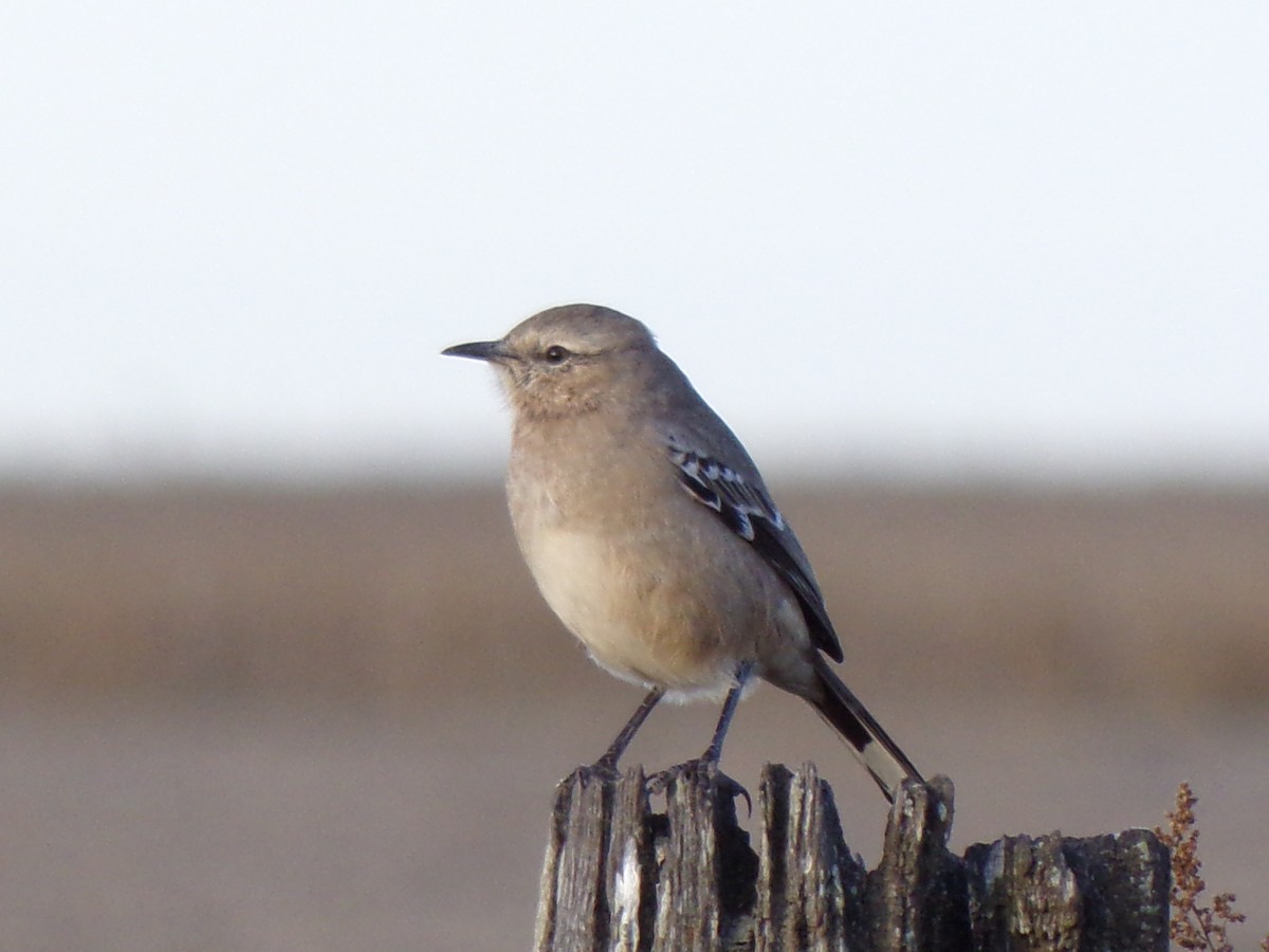 Patagonian Mockingbird - ML618842446