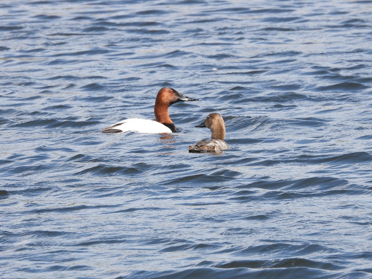 Canvasback - Gerard Nachtegaele