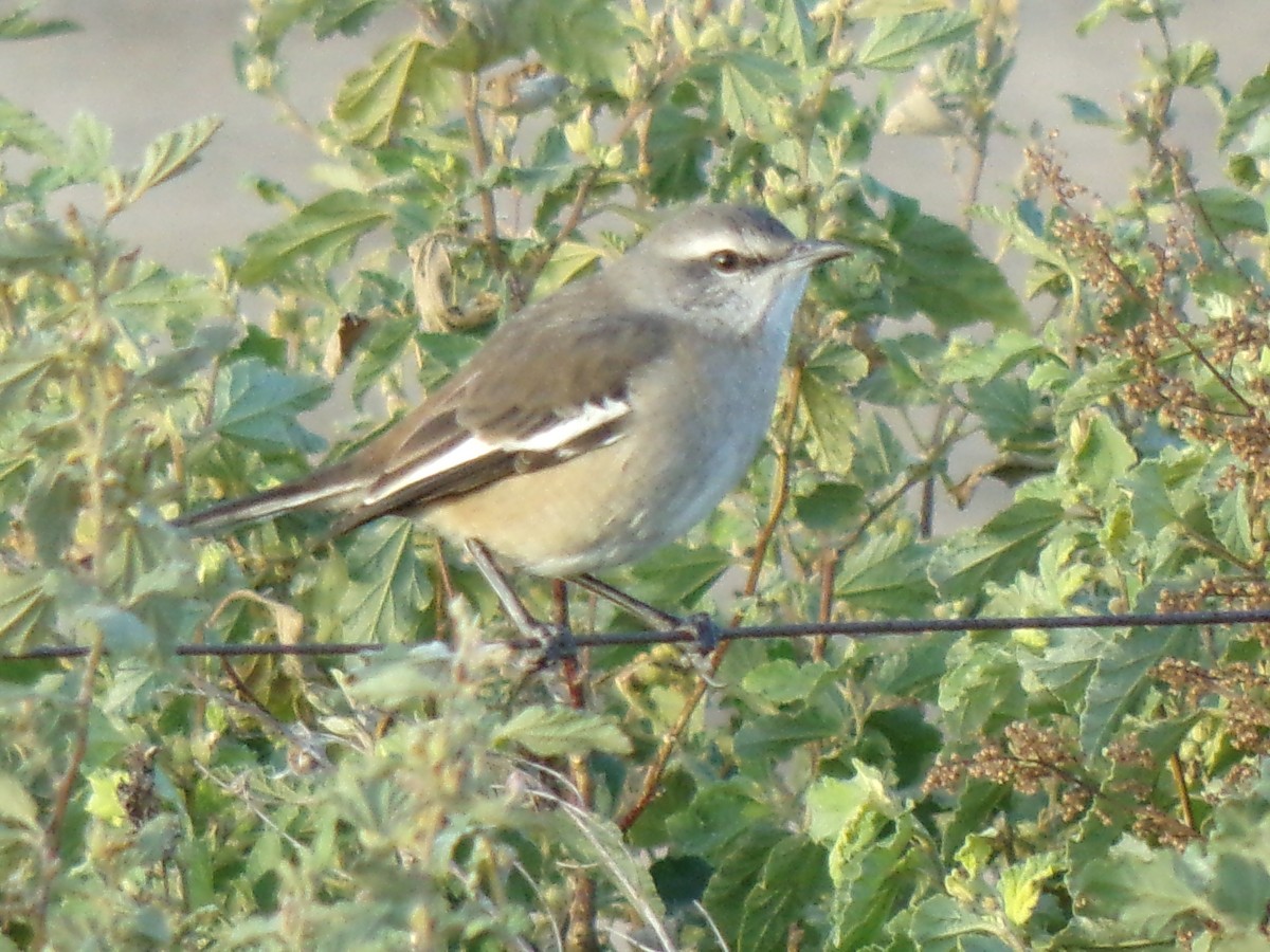 White-banded Mockingbird - Martin  Juarez