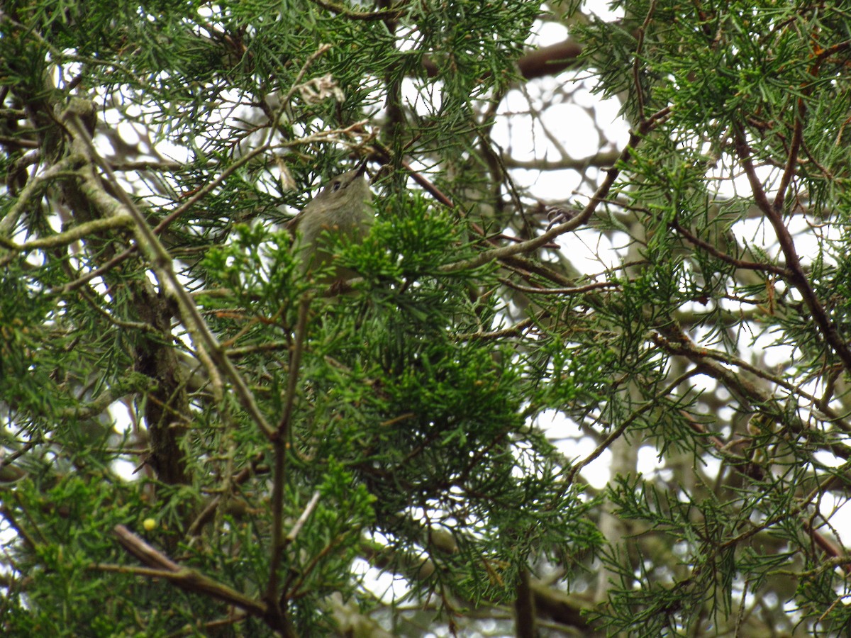 Ruby-crowned Kinglet - Alyssa Gruda