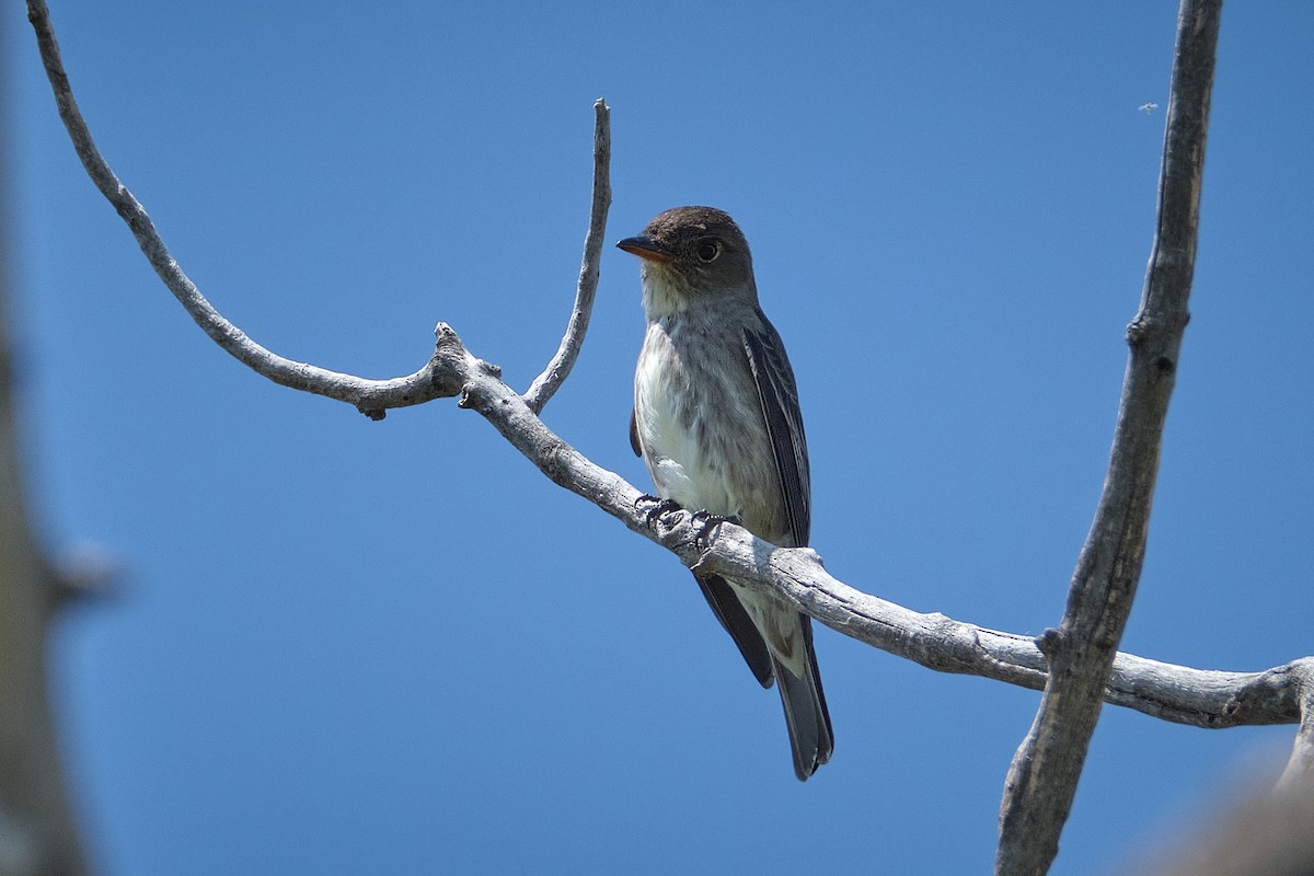 Western Wood-Pewee - Guillaume Stordeur