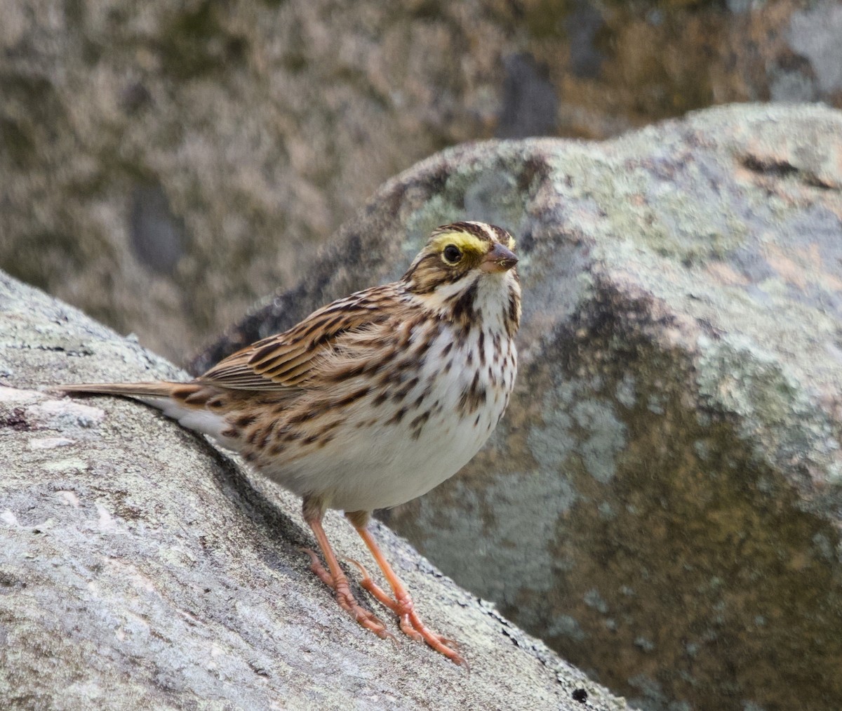 Savannah Sparrow - Alan Desbonnet