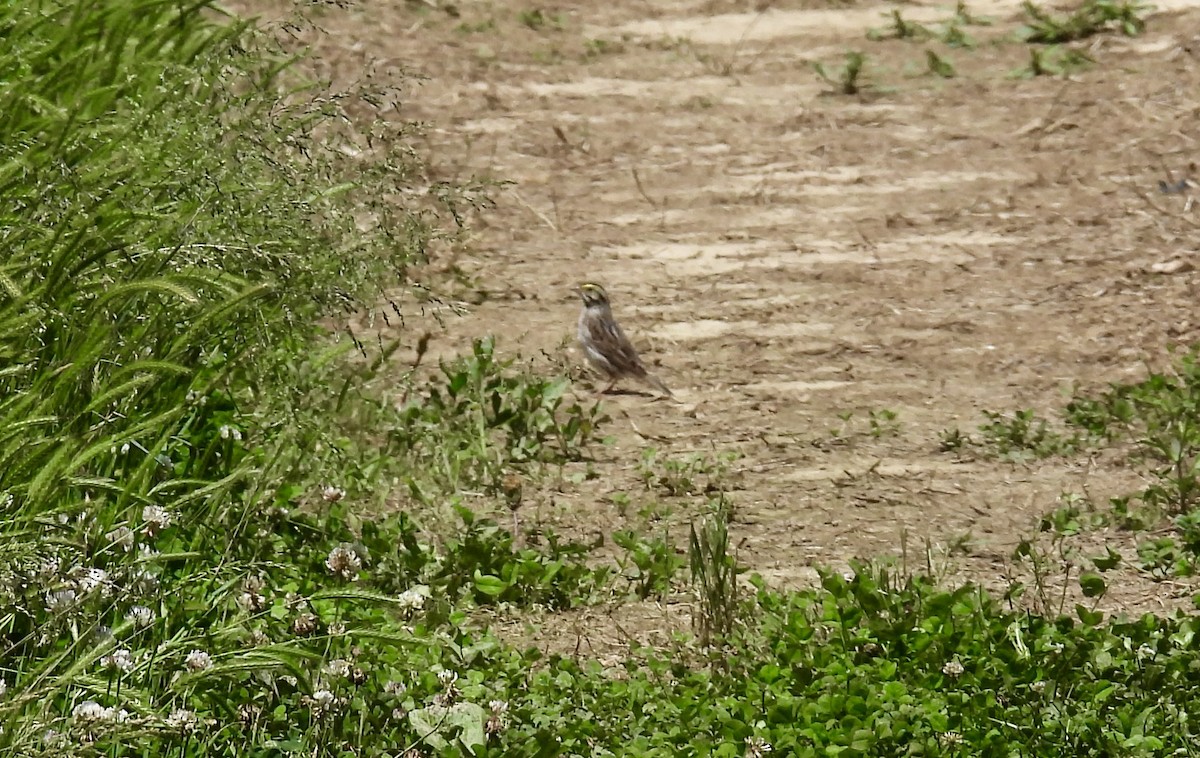 Savannah Sparrow - Jeremiah Ubelhor