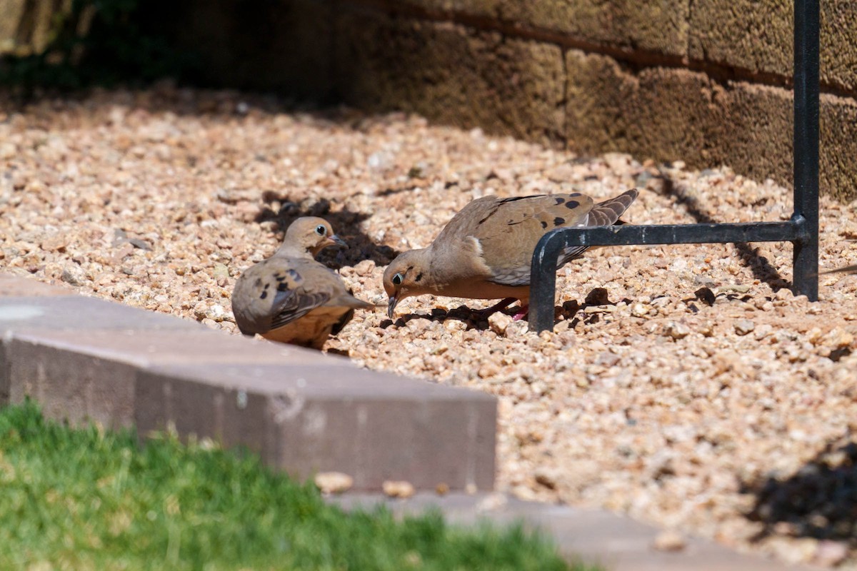 Mourning Dove - Rick Hill