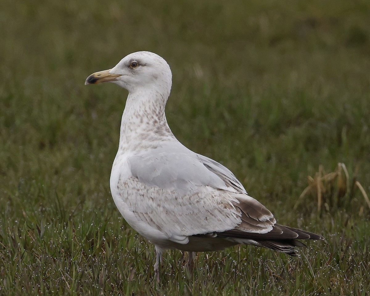 Herring Gull (American) - ML618842503