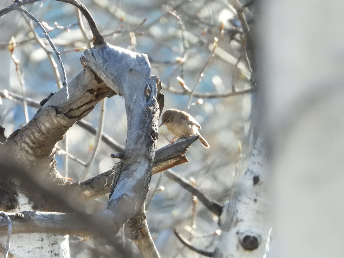 House Wren - Dawn Holzer