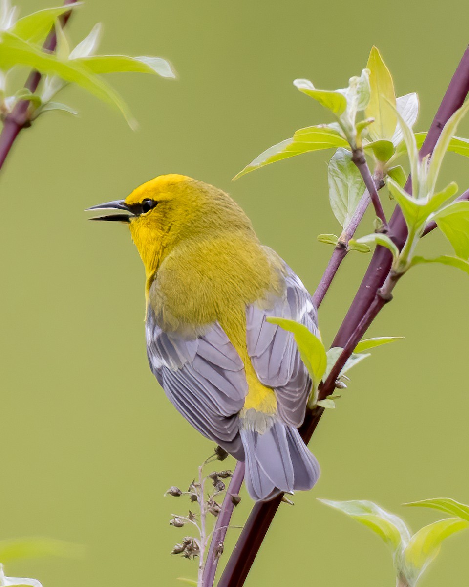 Blue-winged Warbler - Kelly White