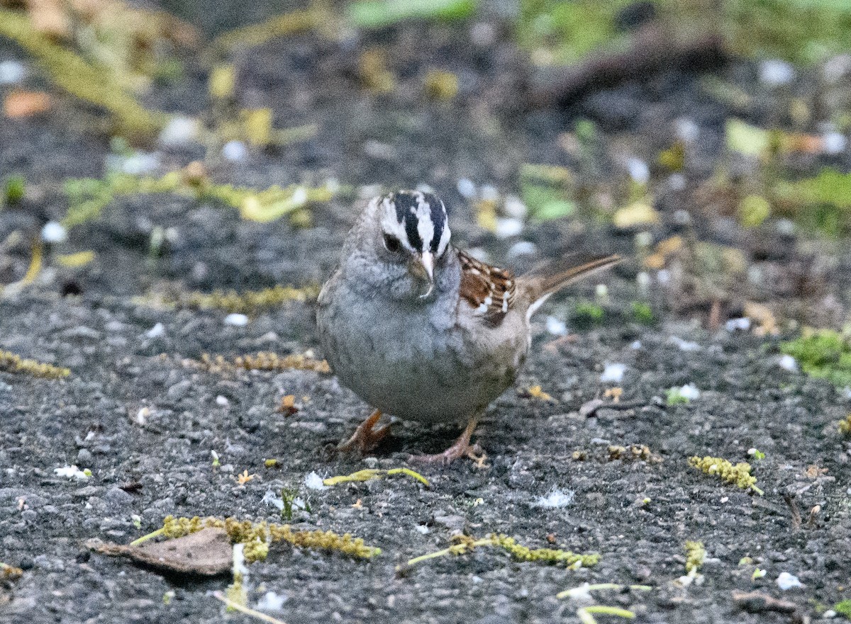 White-crowned Sparrow - Jim Arnett