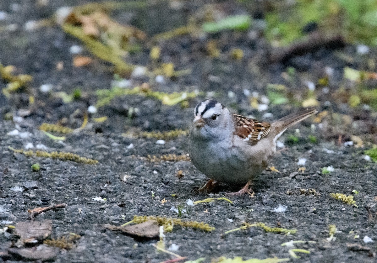 White-crowned Sparrow - Jim Arnett