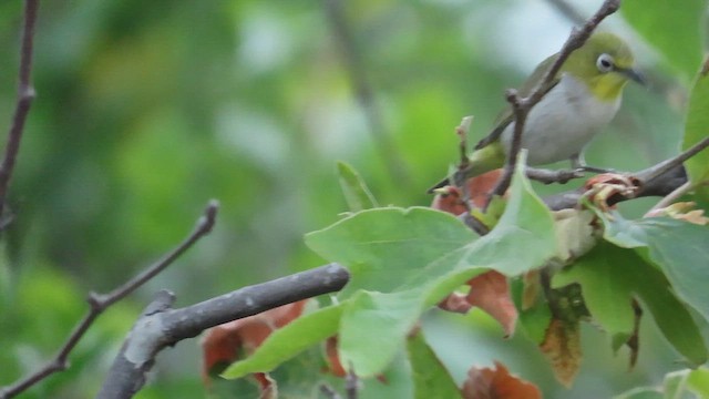 Swinhoe's White-eye - ML618842526