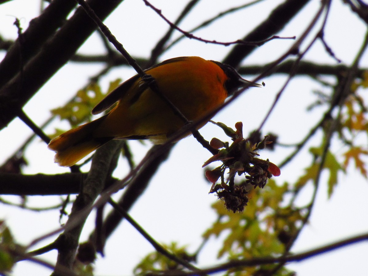 Turpial de Baltimore - ML618842537