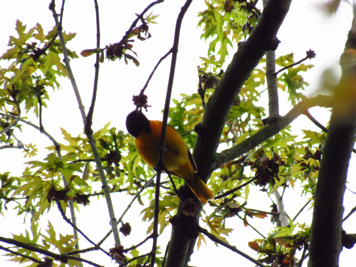 Turpial de Baltimore - ML618842539