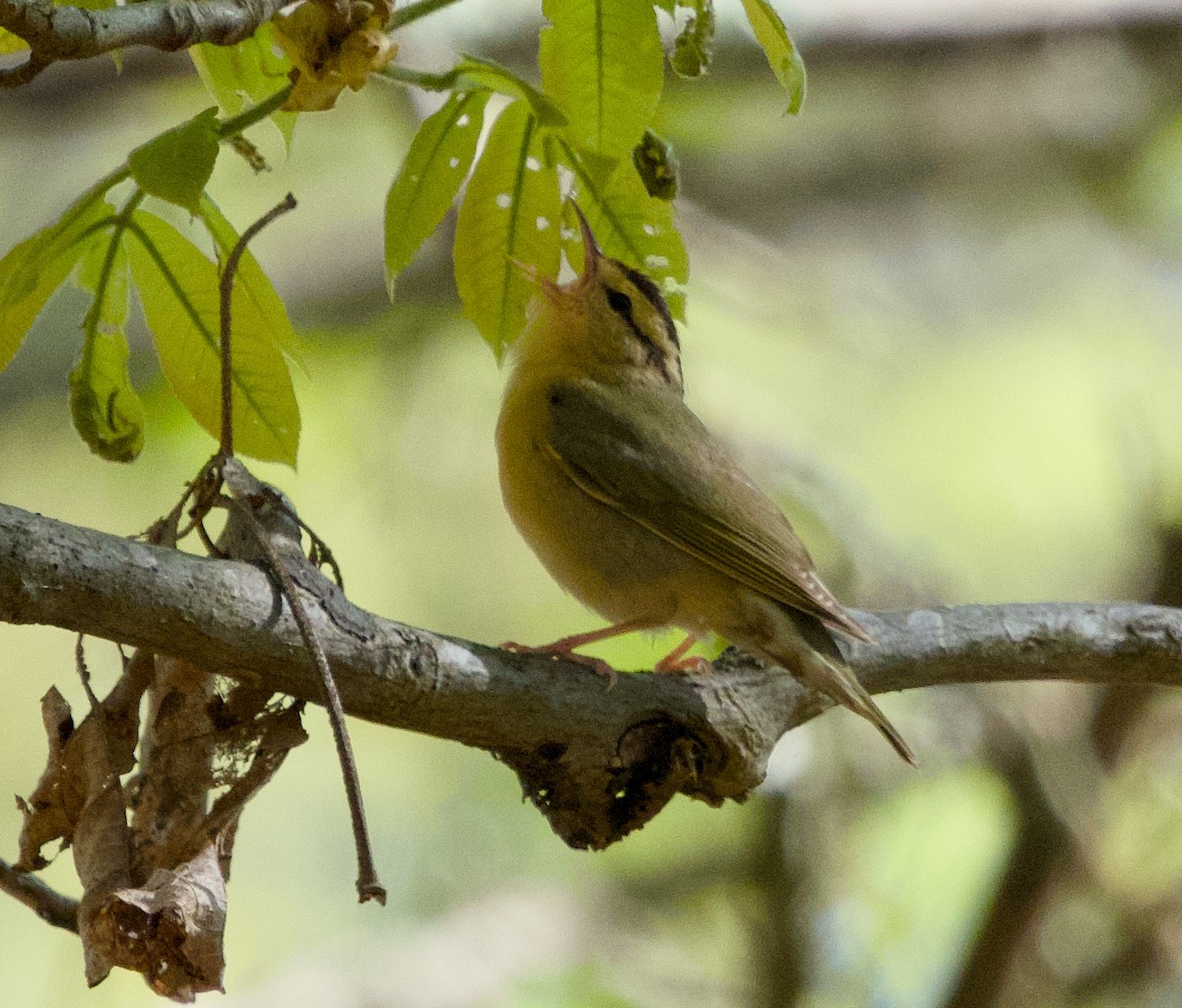 Worm-eating Warbler - Alan Desbonnet