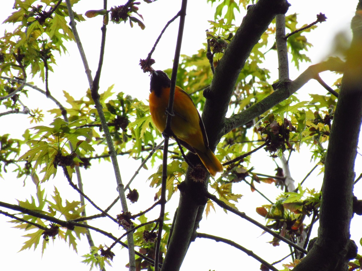 Turpial de Baltimore - ML618842541