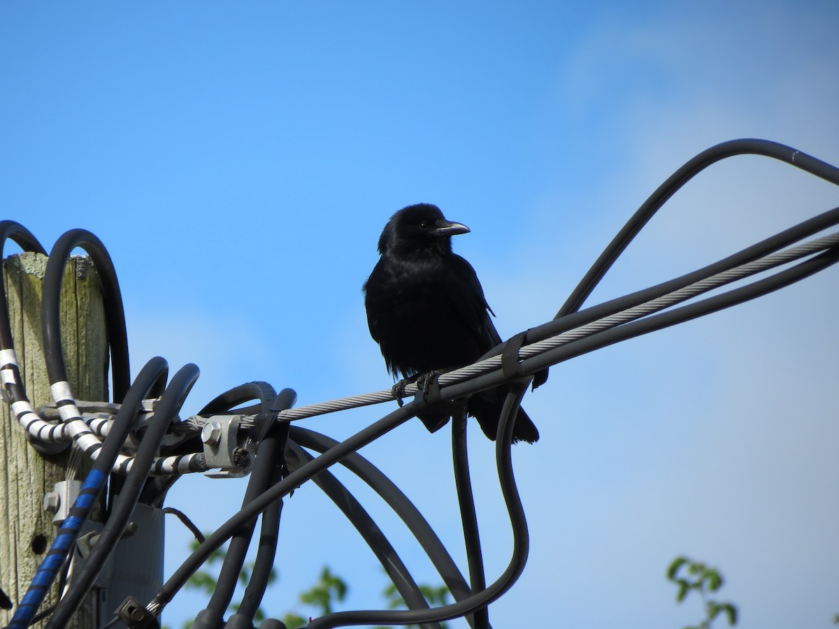 Fish Crow - Luis Mendes