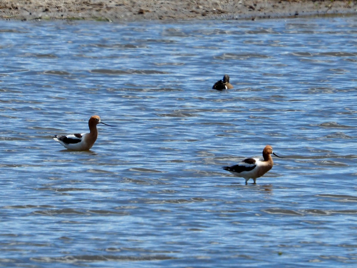 Avocette d'Amérique - ML618842551