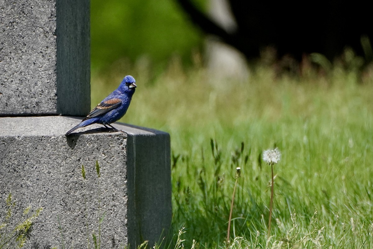 Blue Grosbeak - ML618842555