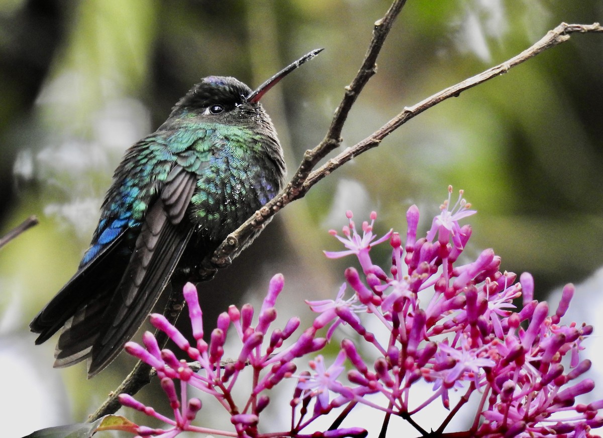 Fiery-throated Hummingbird - Tomohide Cho