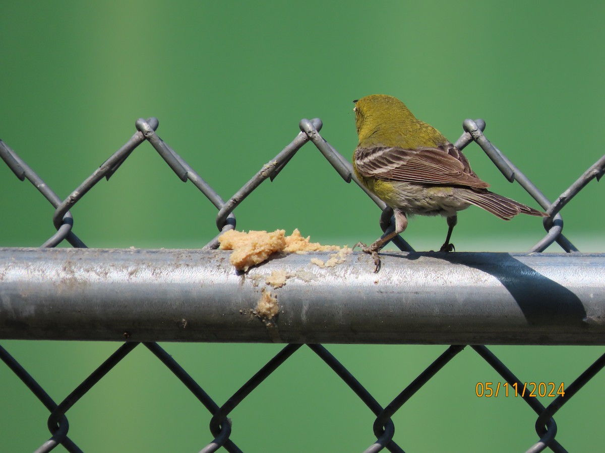 Pine Warbler - Susan Leake