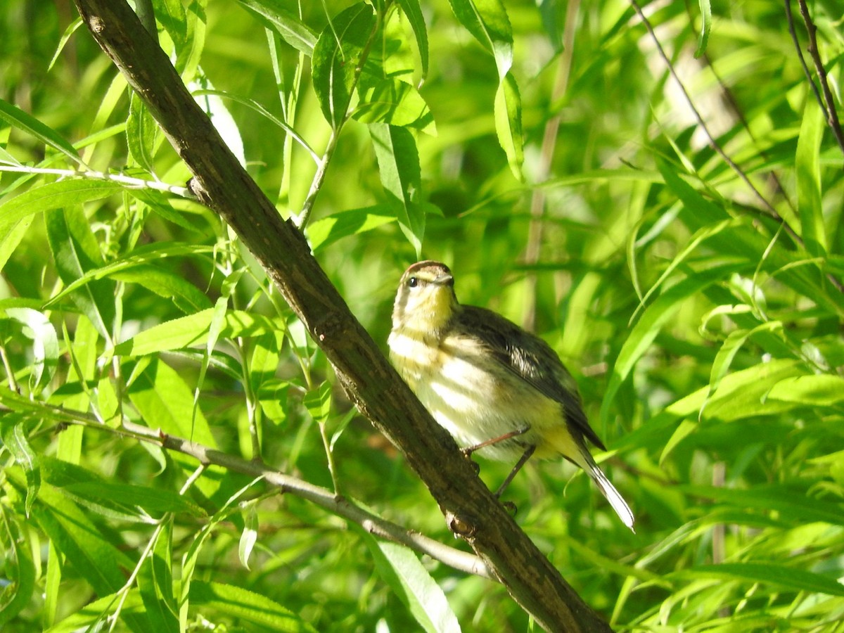 Palm Warbler - Reuben Yoder