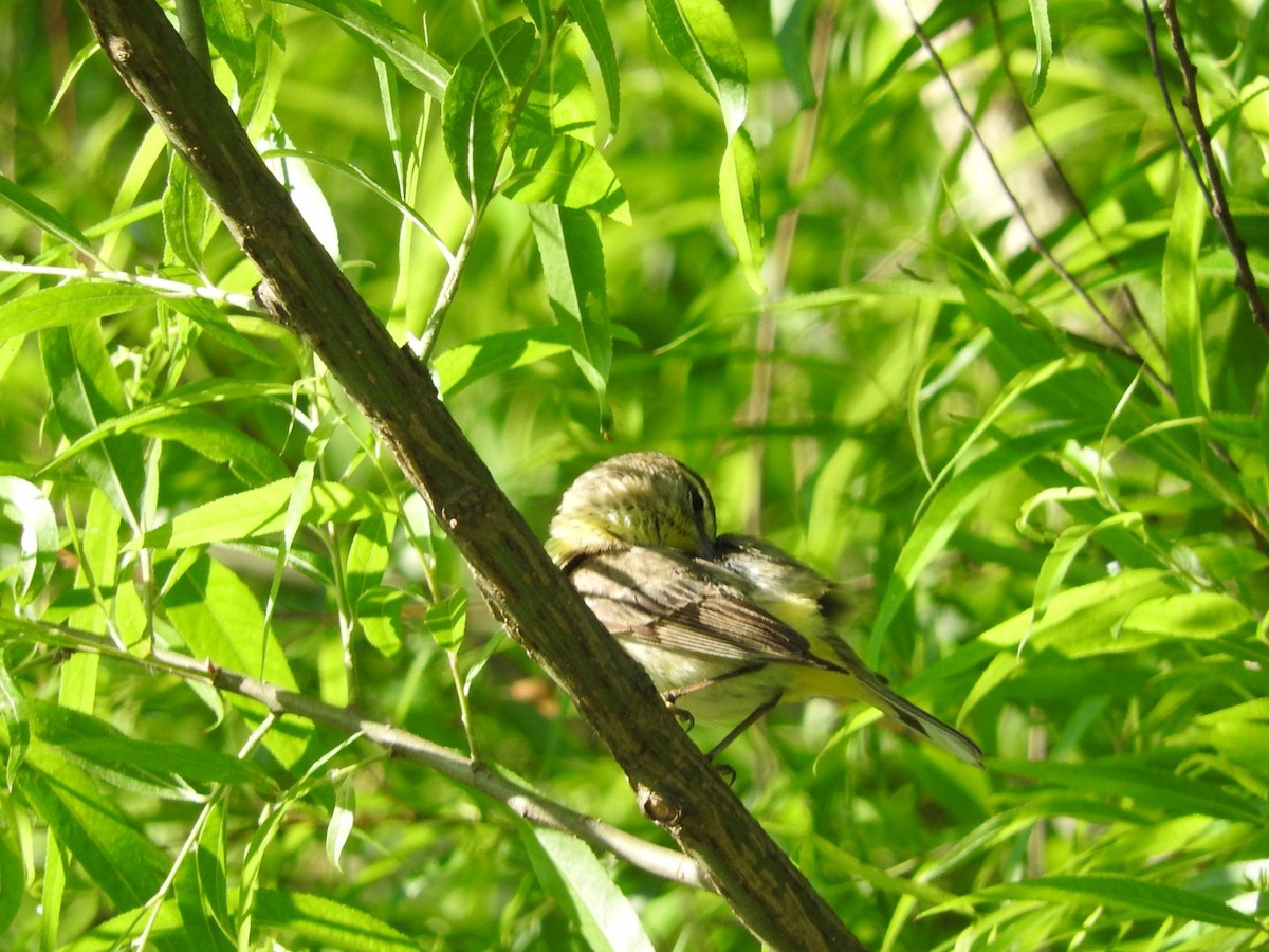 Palm Warbler - Reuben Yoder