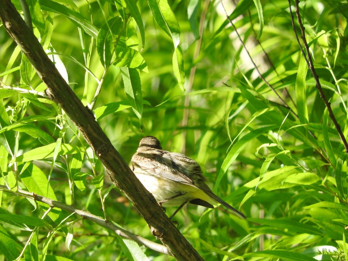 Palm Warbler - Reuben Yoder