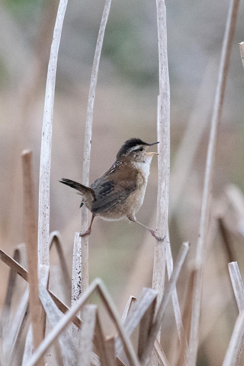 Marsh Wren - Luc Girard